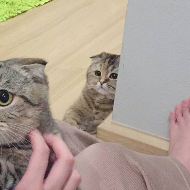 Прикольных котов пост