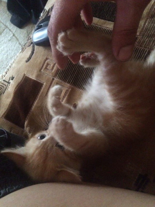 Мой личный "Котоленд" 177