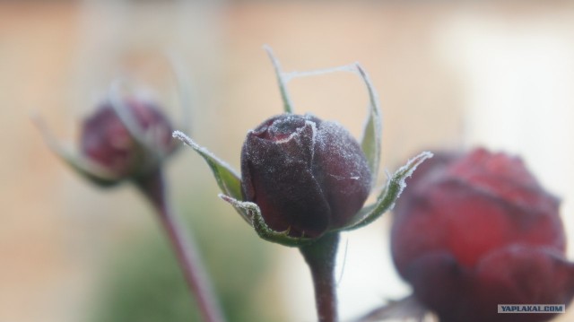 а в сибири уже