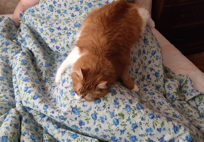 Начнем котоФторник?