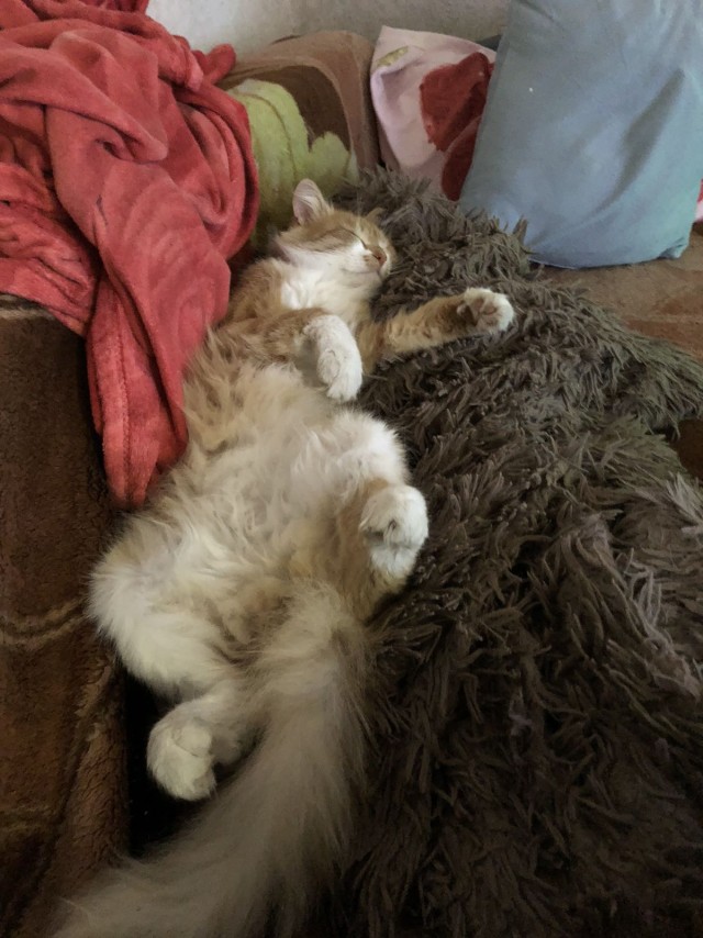 Начнем котоФторник?