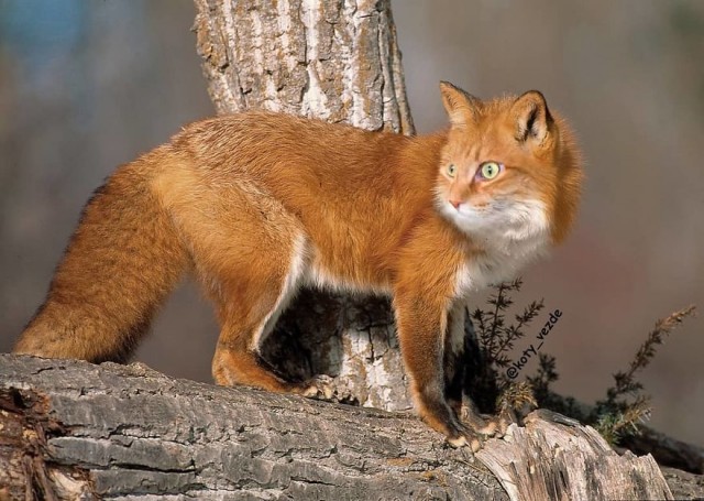 Коты везде
