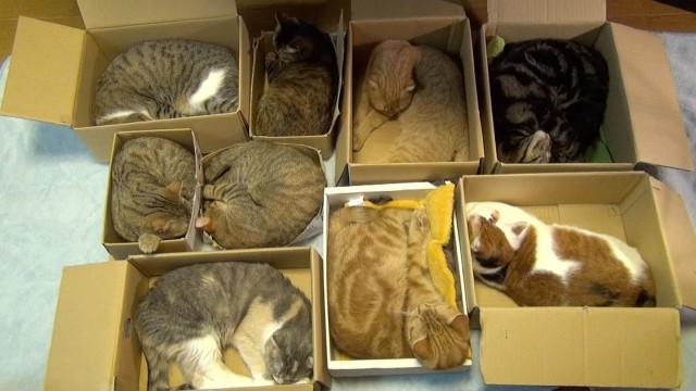 Смешные коты 25.08.20