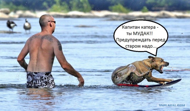 Фотожаба: Хозяин! Ты что делаешь?!
