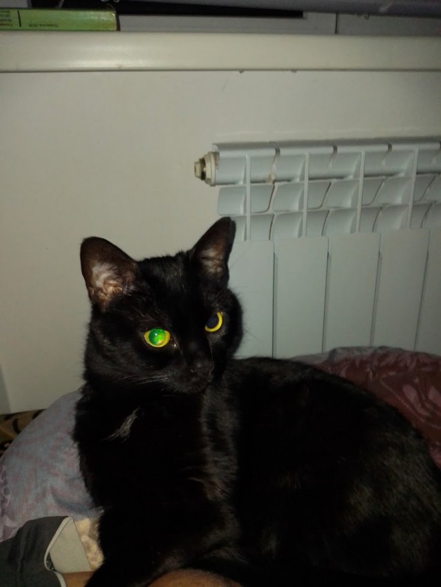 Котовторник. Добавляйте своих
