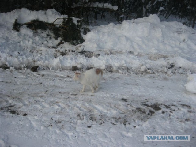 Жизнь домашнего приюта для котеек 330