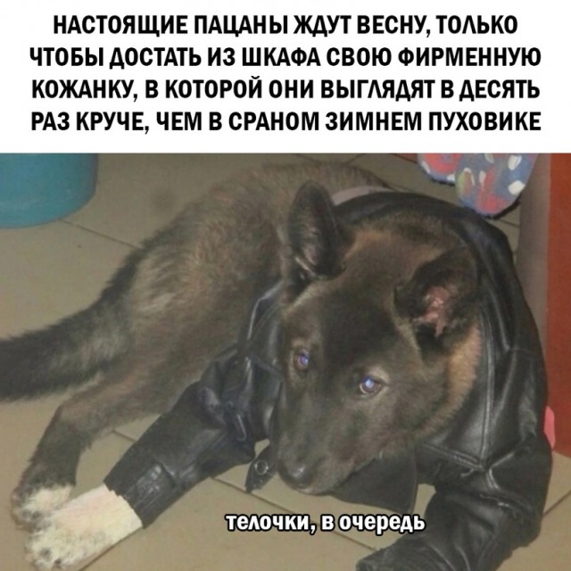 Весёлый полтишок 11.03