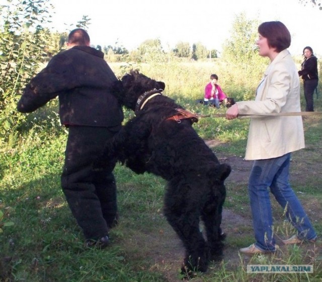 Отпугиватель собак