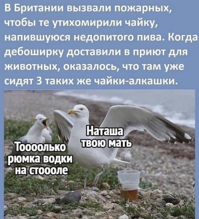 Картинки и мемы для настроения 029