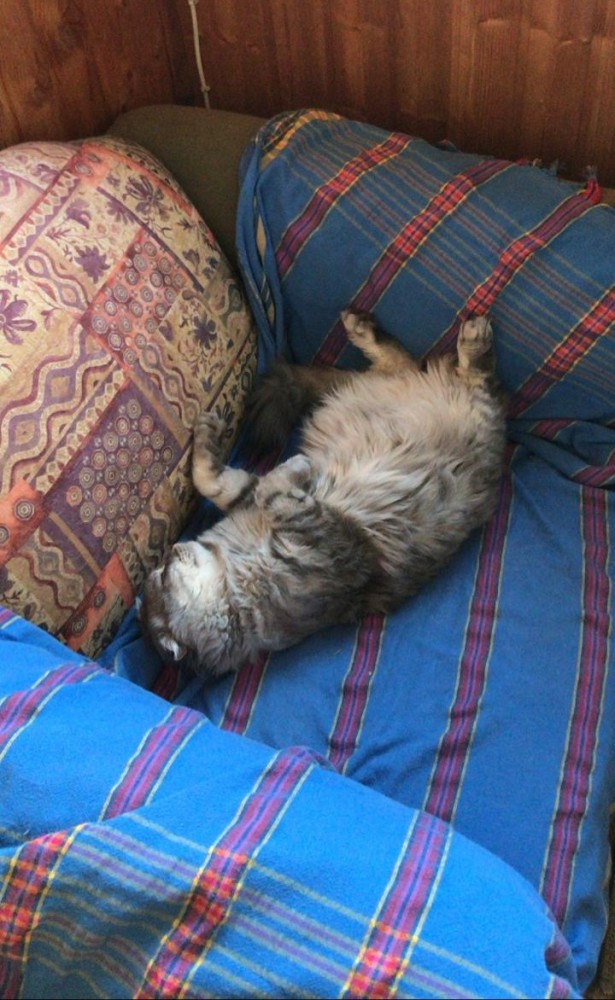 Котовторник (свои добавляем)
