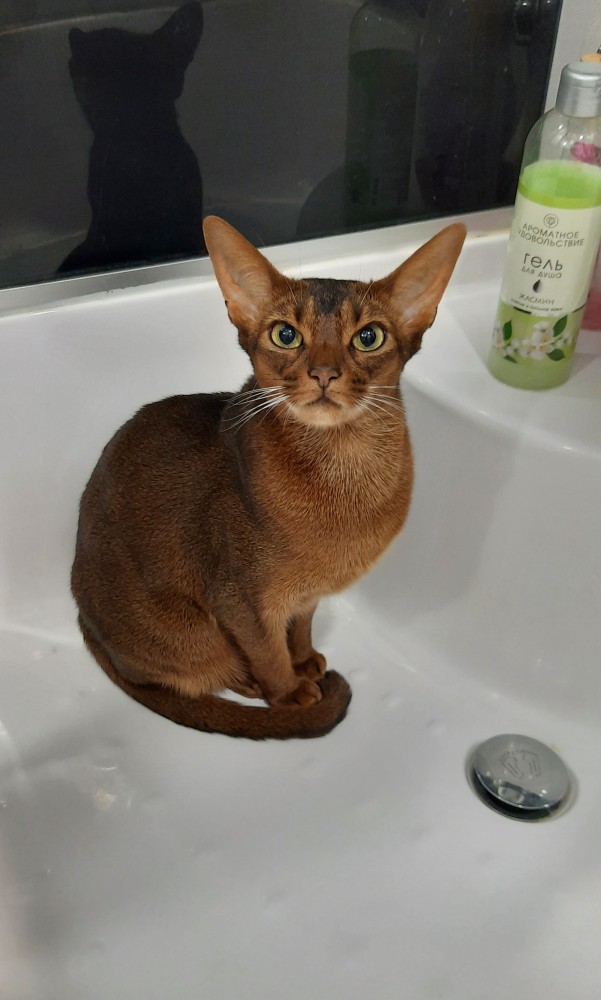 Последний котовторник лета