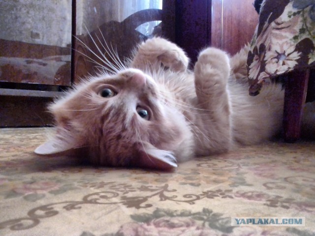 Котовторник 28.09.21