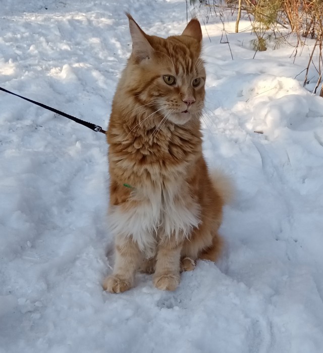 Котовторниковское