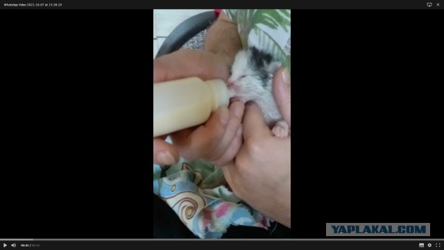 К котовторнику - мой подобрыш