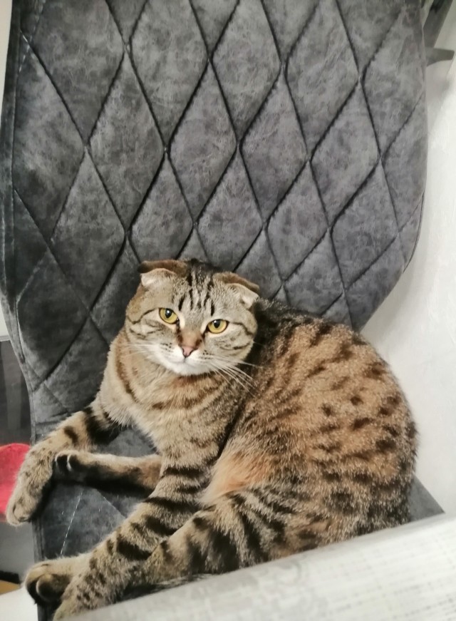 Котовторник