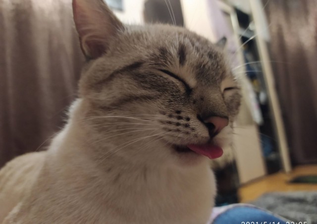 А это мой котан к котовторнику