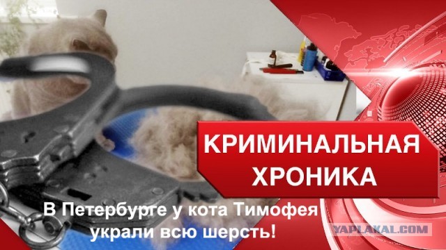 В Петербурге у кота Тимофея украли всю шерсть