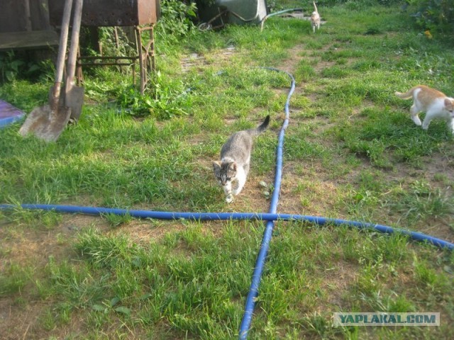 Жизнь домашнего приюта для котеек 409