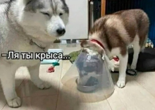 Забавные шутки и картинки из этих ваших интернетов 24.10.2022
