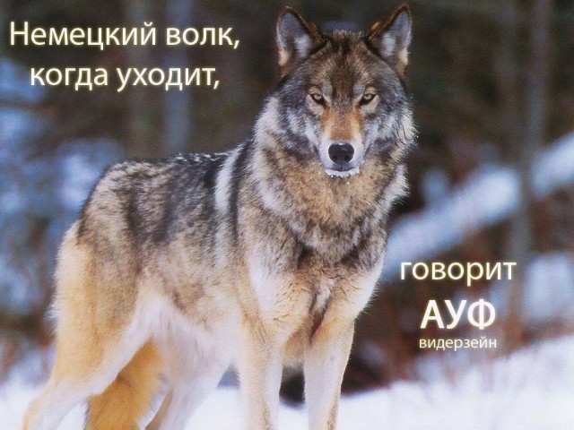 Обращение Шольца к Путину