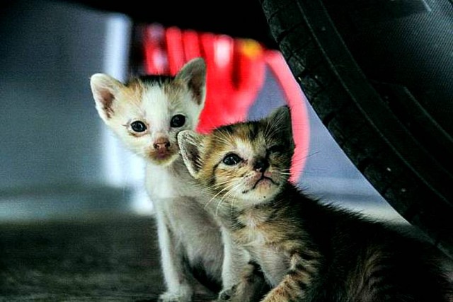Честный баттл: АвтоКоты VS АвтоПсы