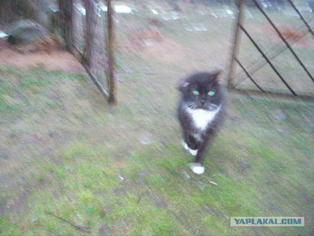 Жизнь домашнего приюта для котеек 434