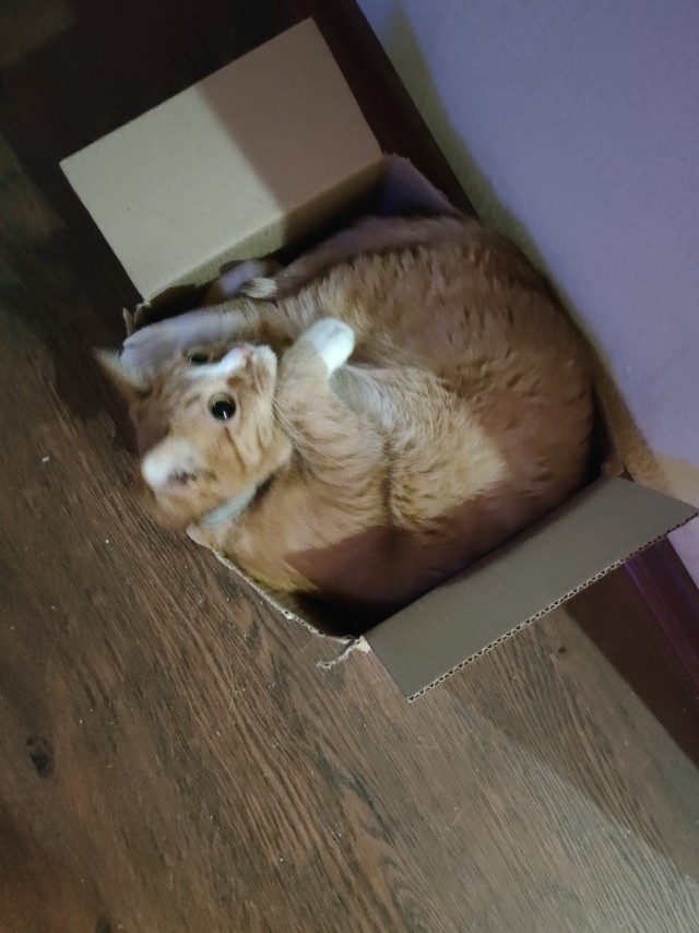 Вы хочите кошек, их есть у меня...