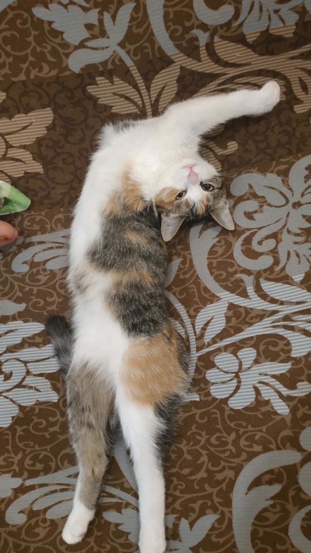 Знакомьтесь, это моя кошечка, зовут Япа
