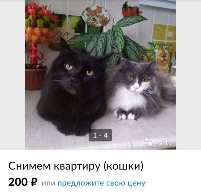 Веселые картинки к пятнице (07.06)