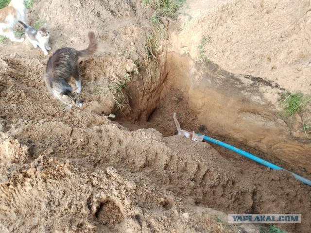 Жизнь домашнего приюта для котеек 499