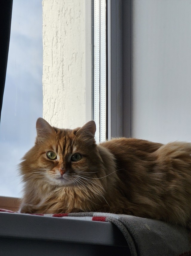 Котовторник!