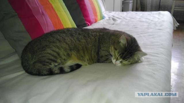 Котовторник 21.05.2013