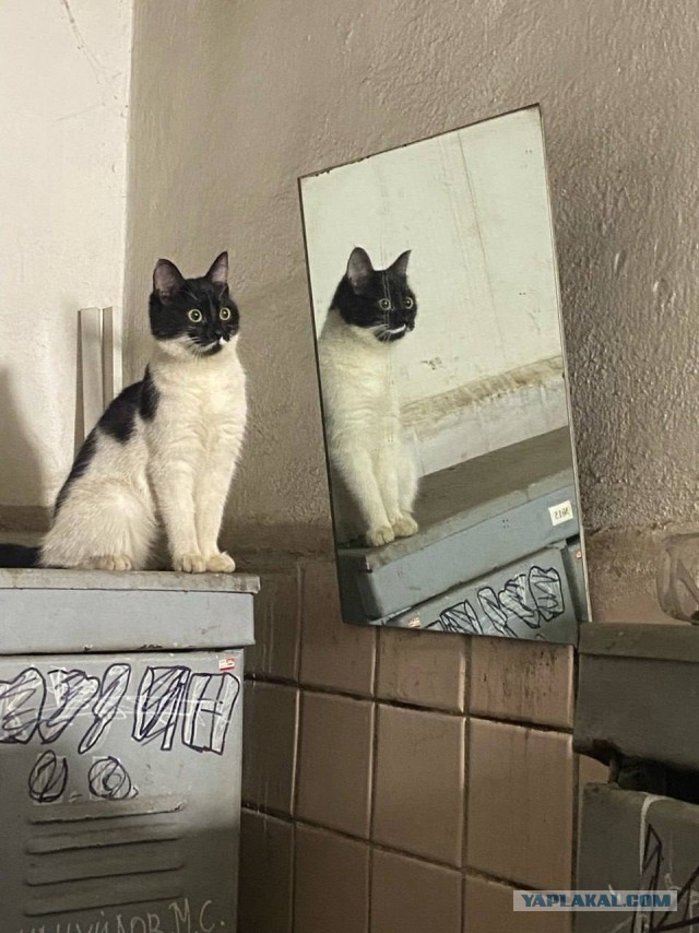 Коты, которые работают на заводах