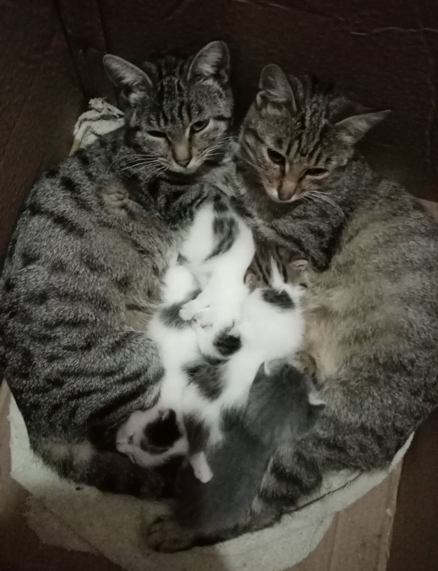 Кошка окатилась...