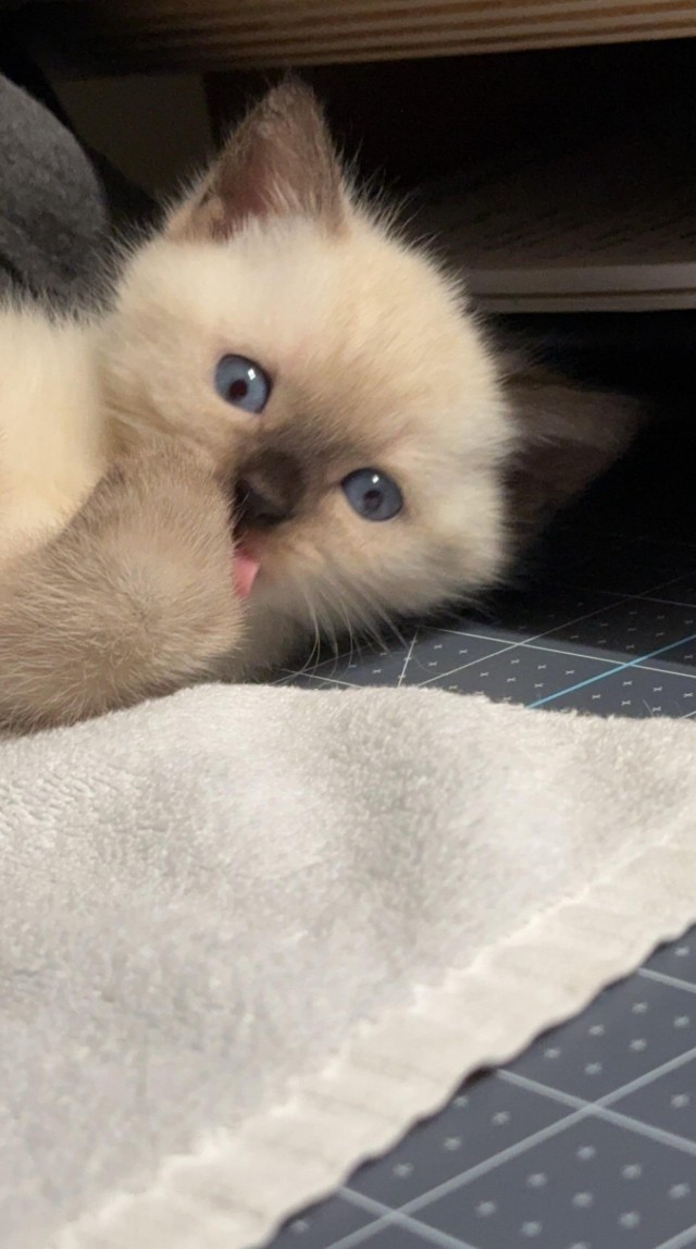 Котёнок с необычной особенностью