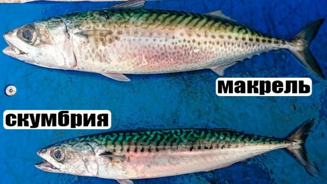 Что едят россияне под видом тунца