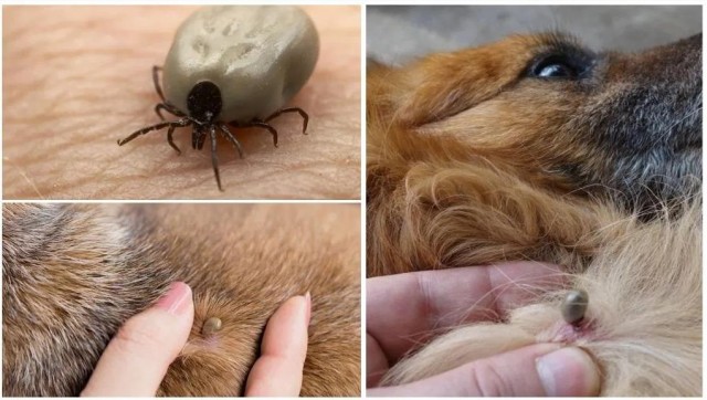 Уральские клещи: коричневые, черные, красные