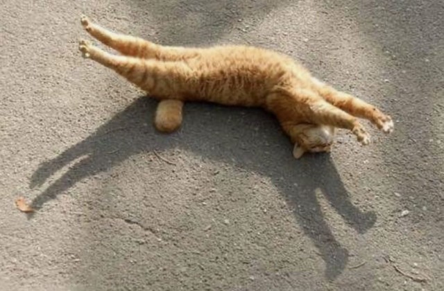 Потягушки