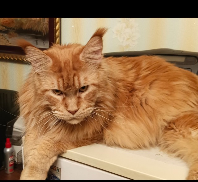 Искупать кошку? Проще пареной репы!
