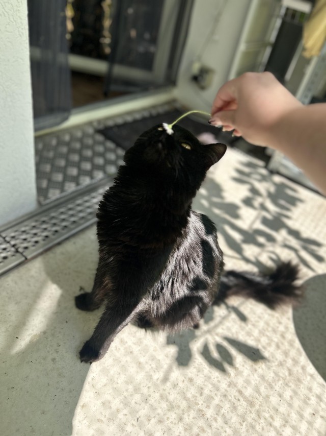 Котик с помойки