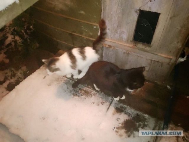 Жизнь домашнего приюта для котеек 564