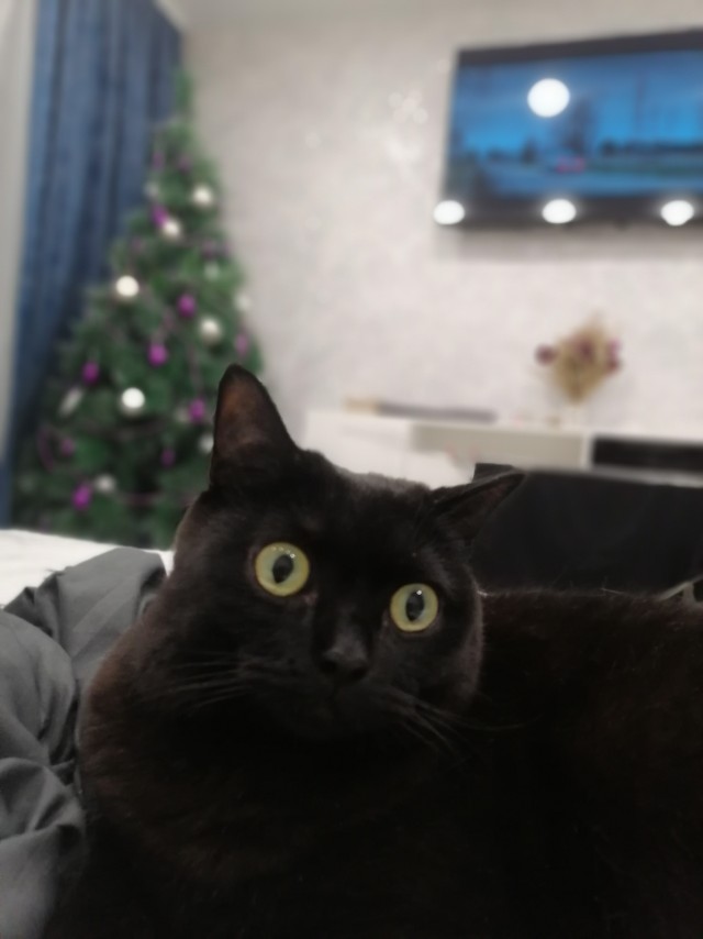 Мой кот