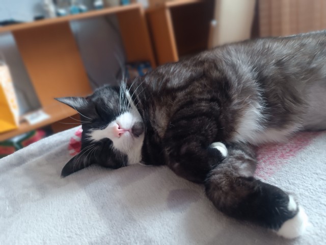 Котов вторник