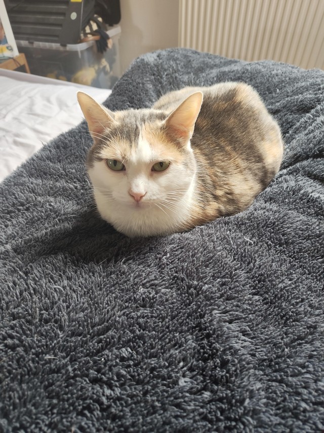 Рандомных фото котов тред