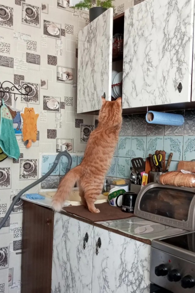 Выйду ночью в кухню с котом...