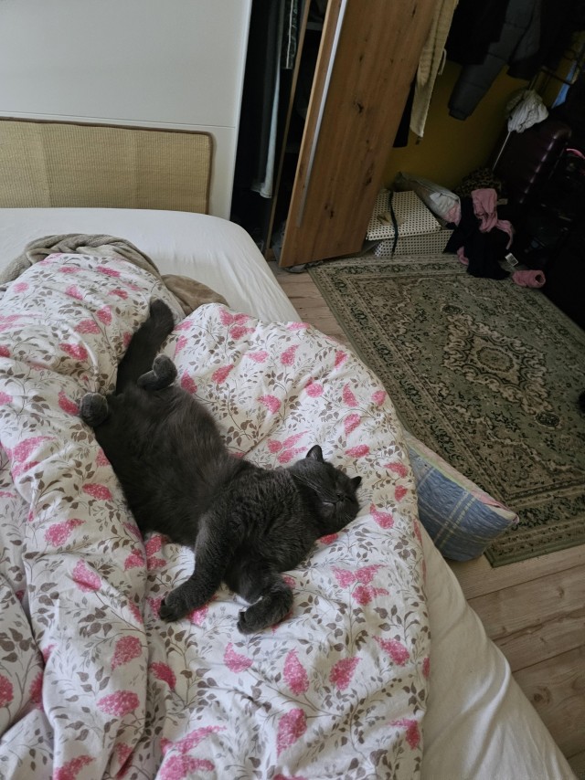 Приключения юного кота