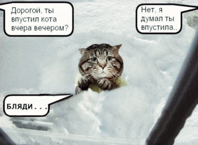 Фотожаба: Грустный котик