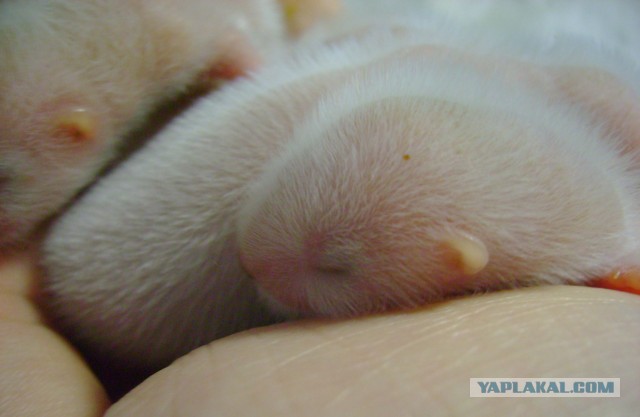 Детишечки )))