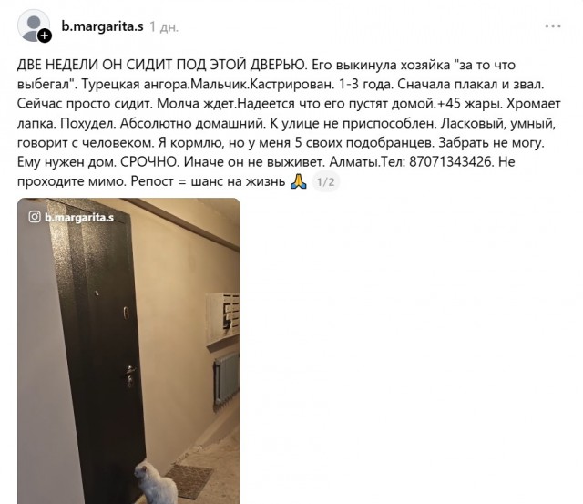 Между жестокостью и состраданием: путь кота к новому дому