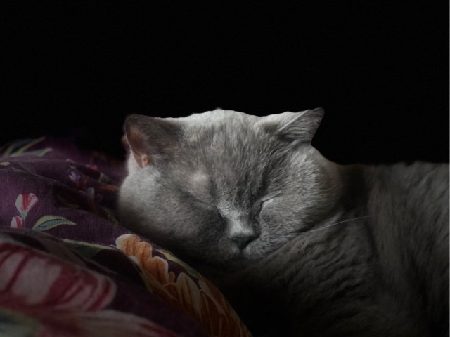 Очередной котовторник